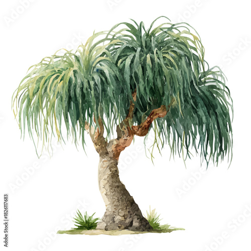 Ponytail Palm, watercolor illustration, vector style, isolated on a white background.