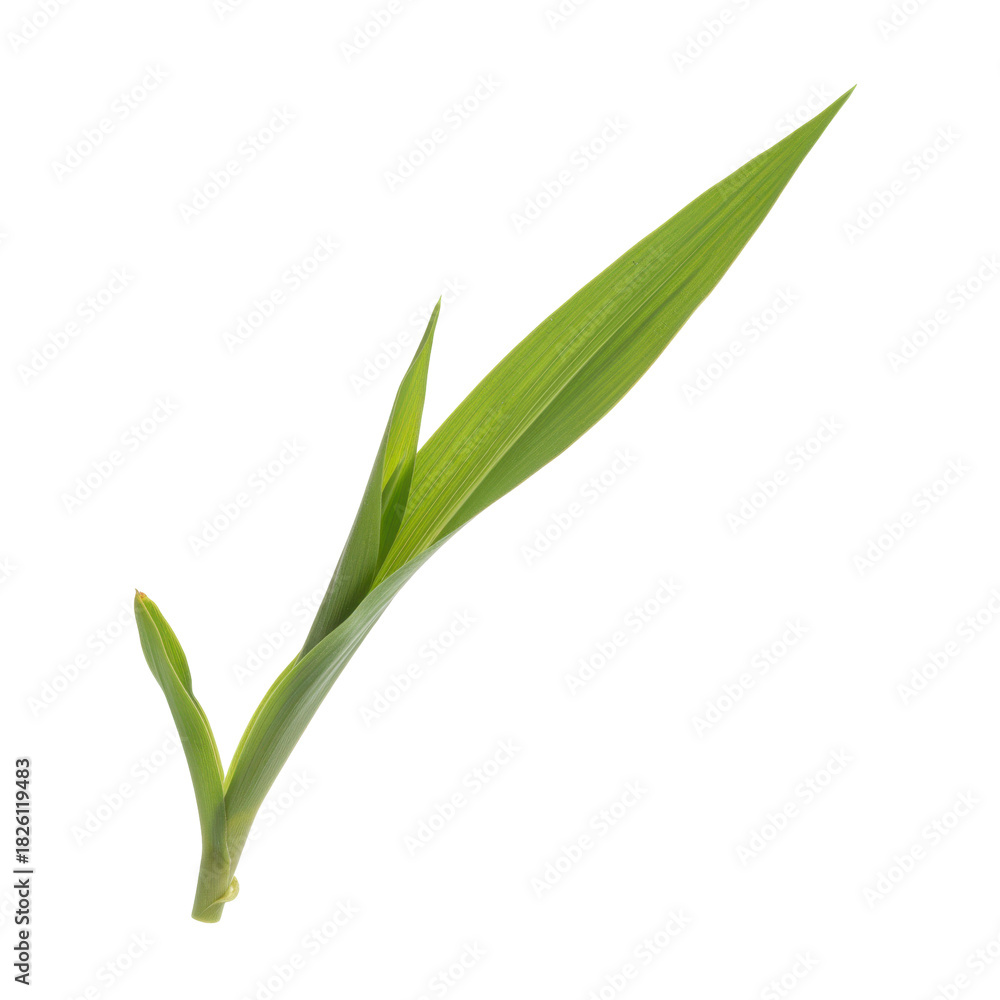 Obraz premium Vibrant green seedling emerging from the earth on a stark black background