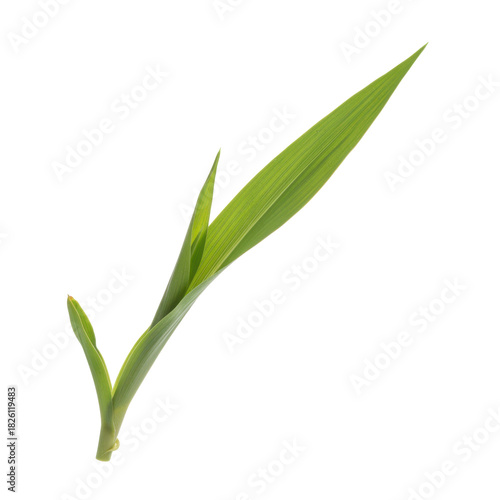 Wallpaper Mural Vibrant green seedling emerging from the earth on a stark black background Torontodigital.ca