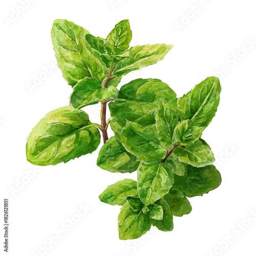 Spearmint in watercolor painting style, vector illustration on white background.