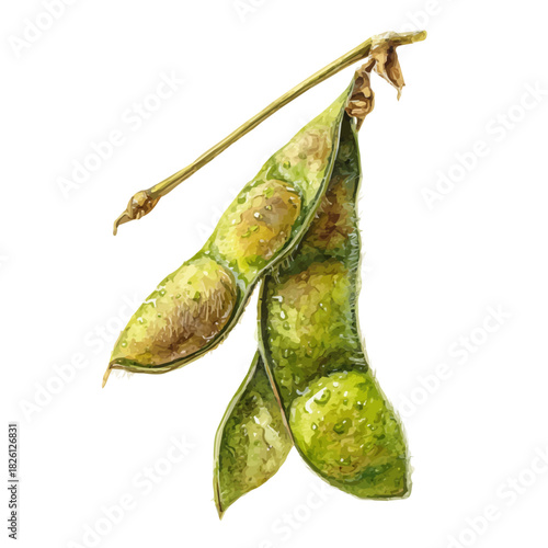 Watercolor painting of Soybean Pod, vector illustration, isolated on white background.