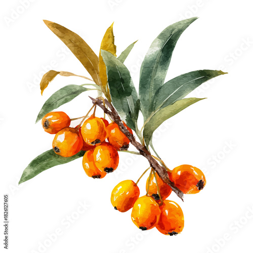 Watercolor painting of Sea Buckthorn, vector illustration, isolated on white background.