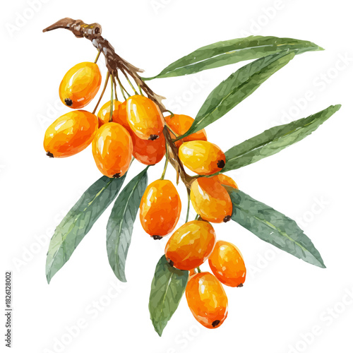 Watercolor-style vector illustration of Sea Buckthorn, isolated on a clean white background.