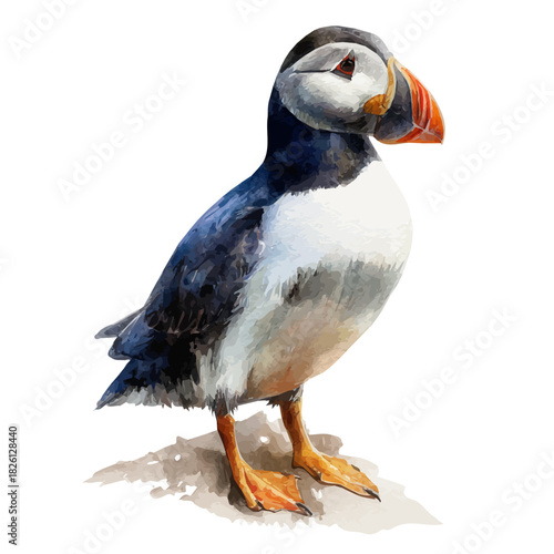Puffin, watercolor illustration, vector style, isolated on a white background.