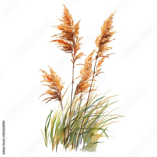 Watercolor painting of Reed, vector illustration, isolated on white background.