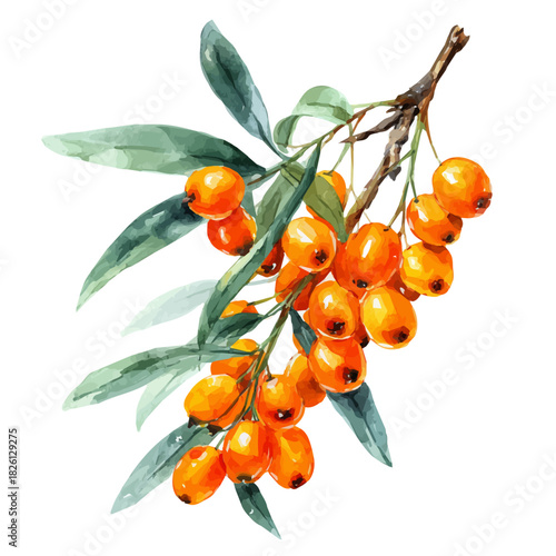 A watercolor painting of Sea Buckthorn, vector illustration on white background.