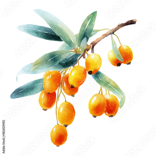 Sea Buckthorn, watercolor painting, vector illustration, isolated on a white background.