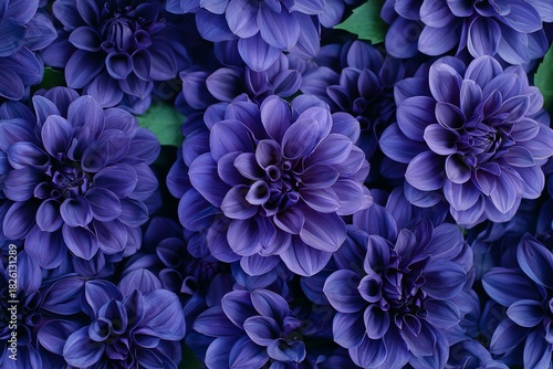 Blooming Purple Dahlia Flowers Close Up Floral Arrangement Decorative Display