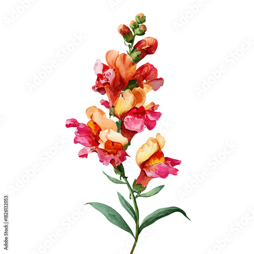 Photos Snapdragon Flower in watercolor painting style, vector illustration on white background