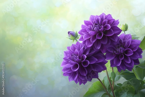 Blooming Purple Dahlias with Soft Bokeh Background in a Garden Setting