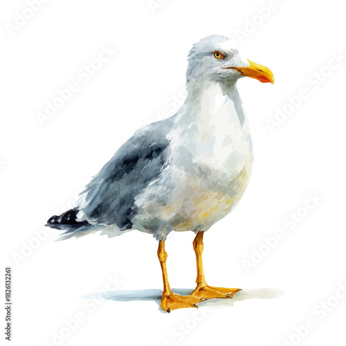 Seagull, watercolor illustration, vector style, isolated on a white background.