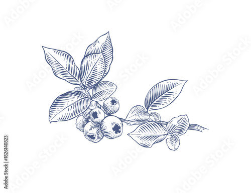 Blueberry branch. Hand drawn botanical vector illustration in engraving style