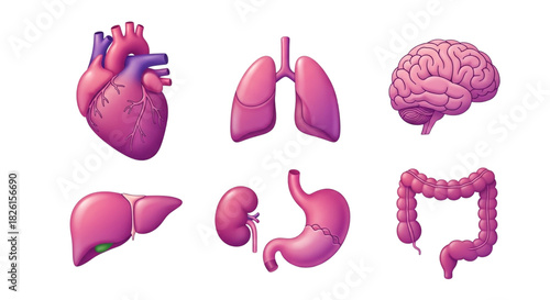 Stylized cartoon vector set of human internal anatomy organs.