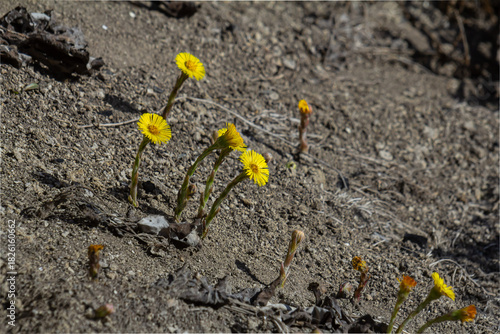 Spring blooms of Tussilago farfara or coltsfoot emerging from dry earth in a natural landscape
