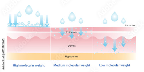 The comparison of molecular weight hyaluronic acid illustration. High molecular HA stay on surface to lock in moisture, medium helps to improve elasticity, low helps with deep hydration and plump.
