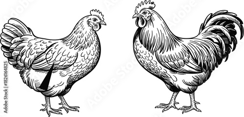 Detailed Hen and Rooster Engraving Sketch, Farm Poultry Fowl Animal Drawing, Vintage Agriculture Livestock Monochrome Vector Illustration