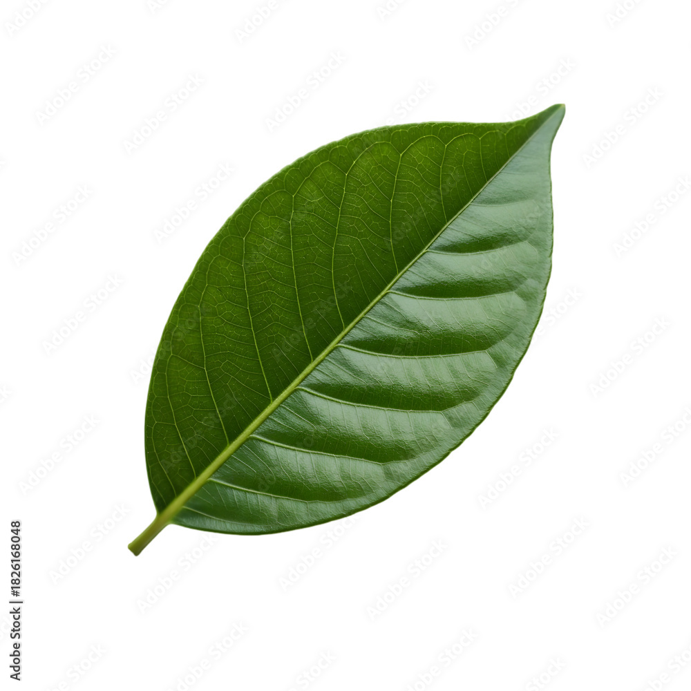 Obraz premium Fresh Green Leaf