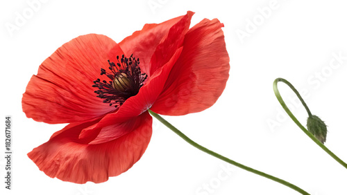 Single red remembrance poppy flower with soft realistic petals, isolated on transparent, symbolic Veterans Day and Memorial Day tribute, premium macro detail, clean cutout edges