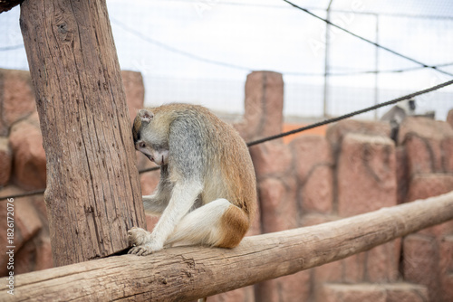 Photography Monkey Park Tenerife