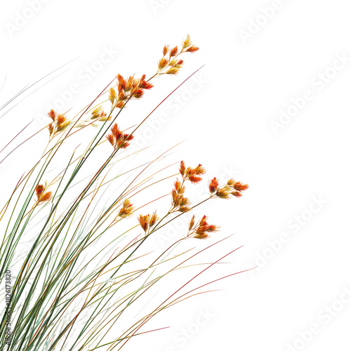 Autumn Moor Grass Sesleria autumnalis isolated on transparent background