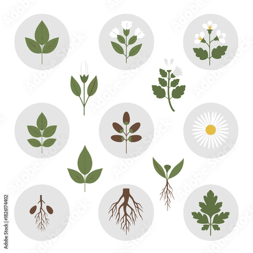 Botanical icons set with leaves flowers and roots.