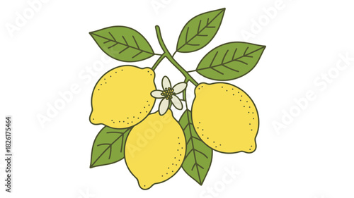 Illustration of three ripe lemons with leaves and a blossom isolated on