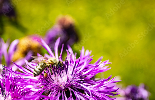 Close up of blooming flowers in a field with a bee on a flower.