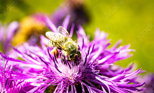 Close up of blooming flowers in a field with a bee on a flower.
