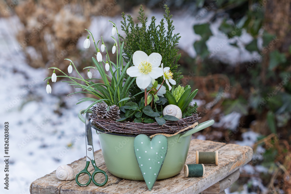 Fototapeta premium Christrose (Helleborus niger), Schneeglöckchen (Galanthus), Hyazinthe und Kleinkonifere im Topf im Wintergarten 