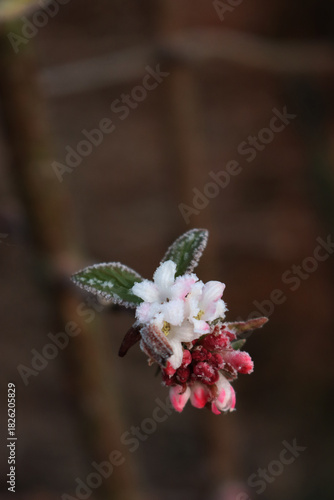 “Dawn” viburnum with pink flowers and leaves covered by frost. Viburnum bodnantense on winter