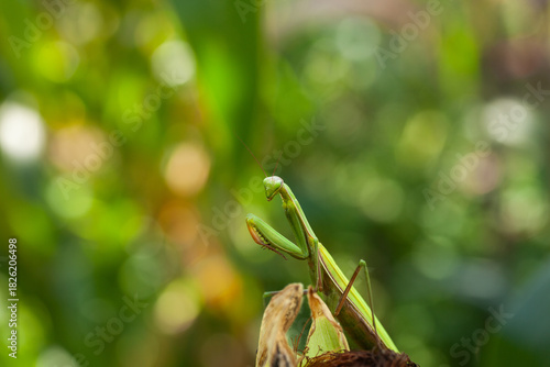 Green praying mantis sitting on plant stem with soft blurred green background, macro wildlife close-up.