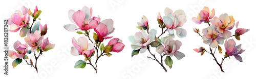 Watercolor set of magnolia branches with large flowers and buds. White and pink spring flowers of the tree on an isolated background. Illustration perfect for design of spring invitations, cards.
