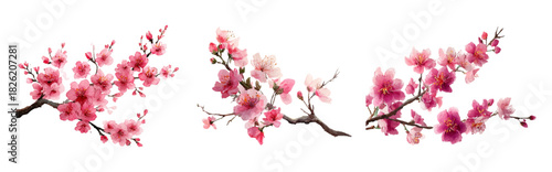 Watercolor set of branches of blooming sakura. Branch with pink spring flowers. Hand drawn botanical illustration. First spring flowers. Sakura on isolated on a clean background.