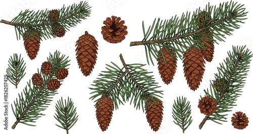 Collection of pine branches with pinecones and individual pinecones on white background
