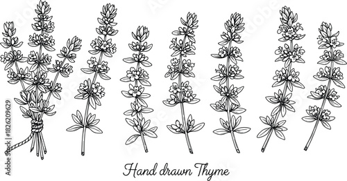 Hand drawn black and white illustration of thyme sprigs with small flowers and leaves