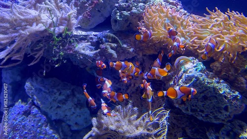 Vibrant Reef Aquarium: Colorful Fish in Coral Paradise