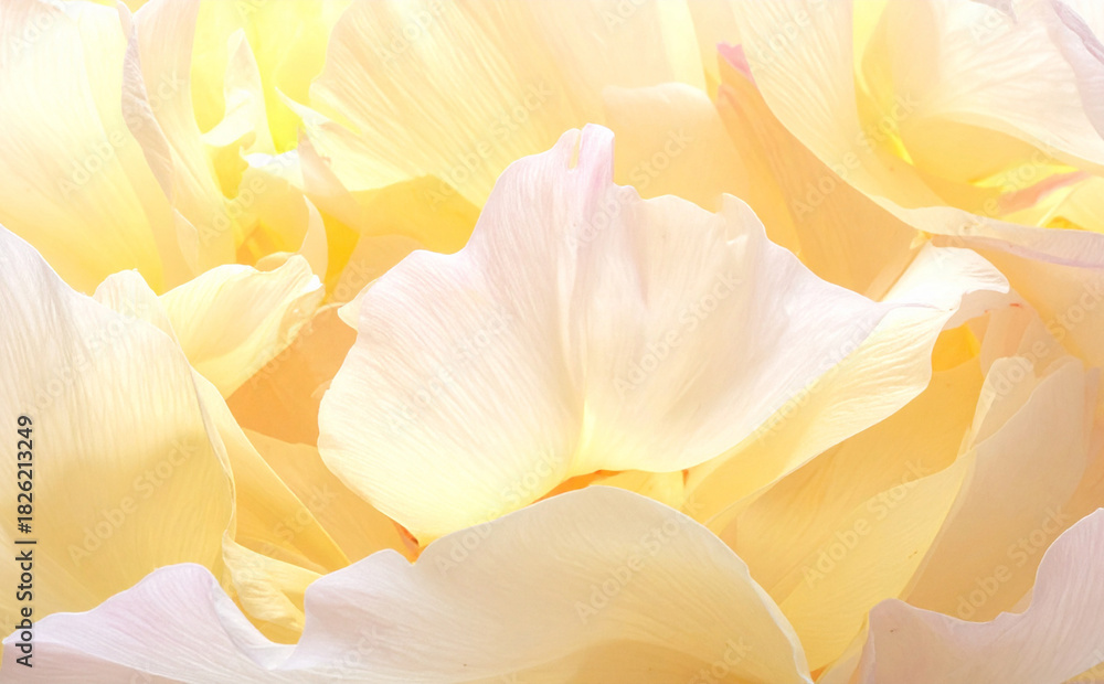 Fototapeta premium 黄色の花びらの美しい背景 