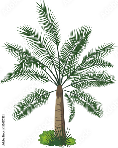 palm tree isolated on white