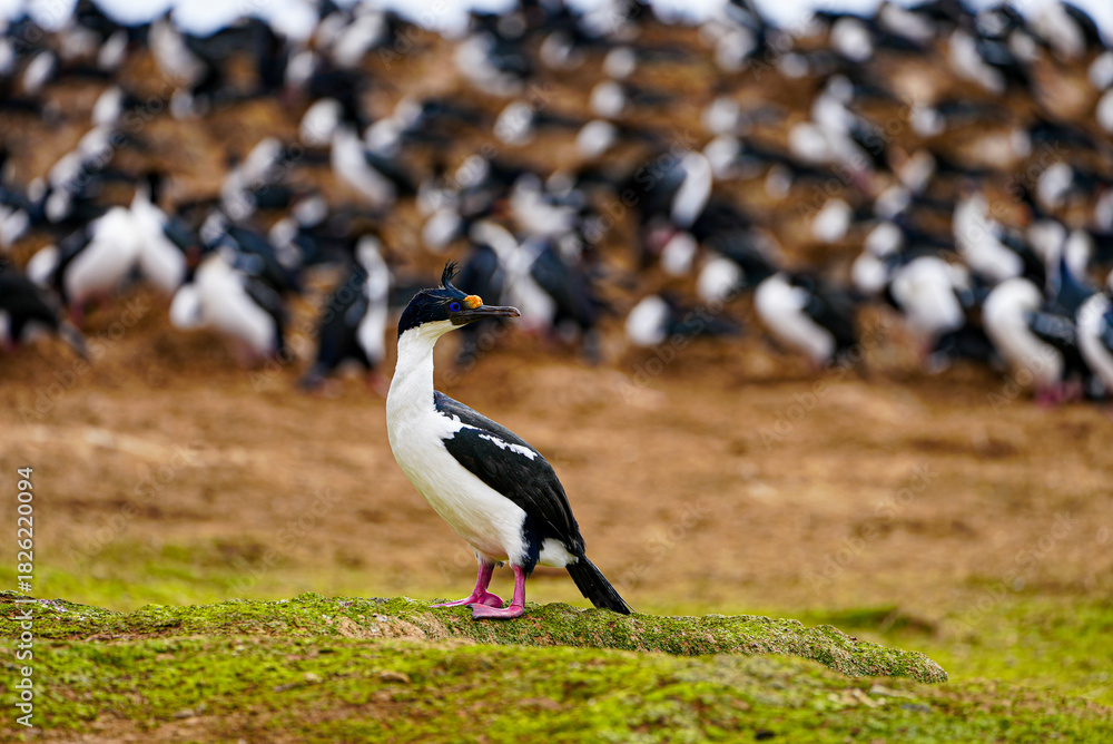 Fototapeta premium Close-up of an imperial cormorant standing on green moss in the Falkland Islands. A large colony of similar birds is seen blurred in the background on the dry, earthy slope behind it.