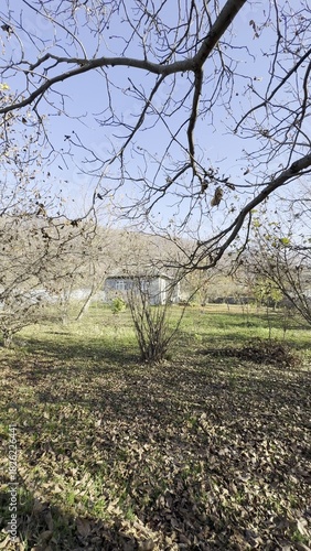 Walnut trees shed their leaves . View of an empty park with golden leaves on the ground on a sunny day. Yellow maple leaves lying on the grass in an autumn park. Beautiful colorful autumn season.