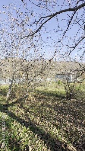 Walnut trees shed their leaves . View of an empty park with golden leaves on the ground on a sunny day. Yellow maple leaves lying on the grass in an autumn park. Beautiful colorful autumn season.
