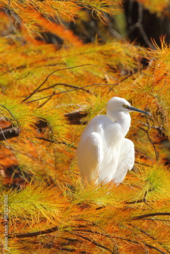 ラクウショウの紅葉とコサギ