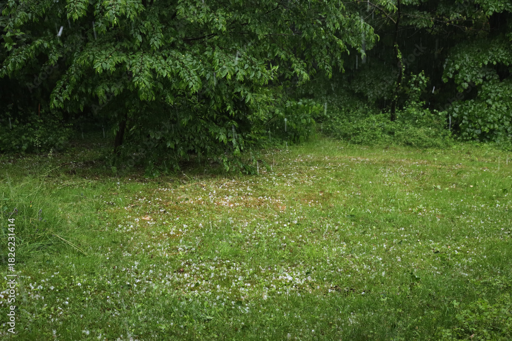 Obraz premium Hailstorm in the garden on summer season. Meadow covered by hailstones