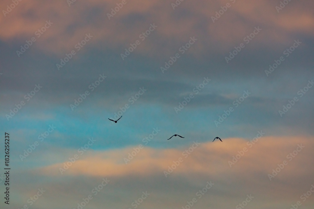 Obraz premium bird flying over the sunset clouds