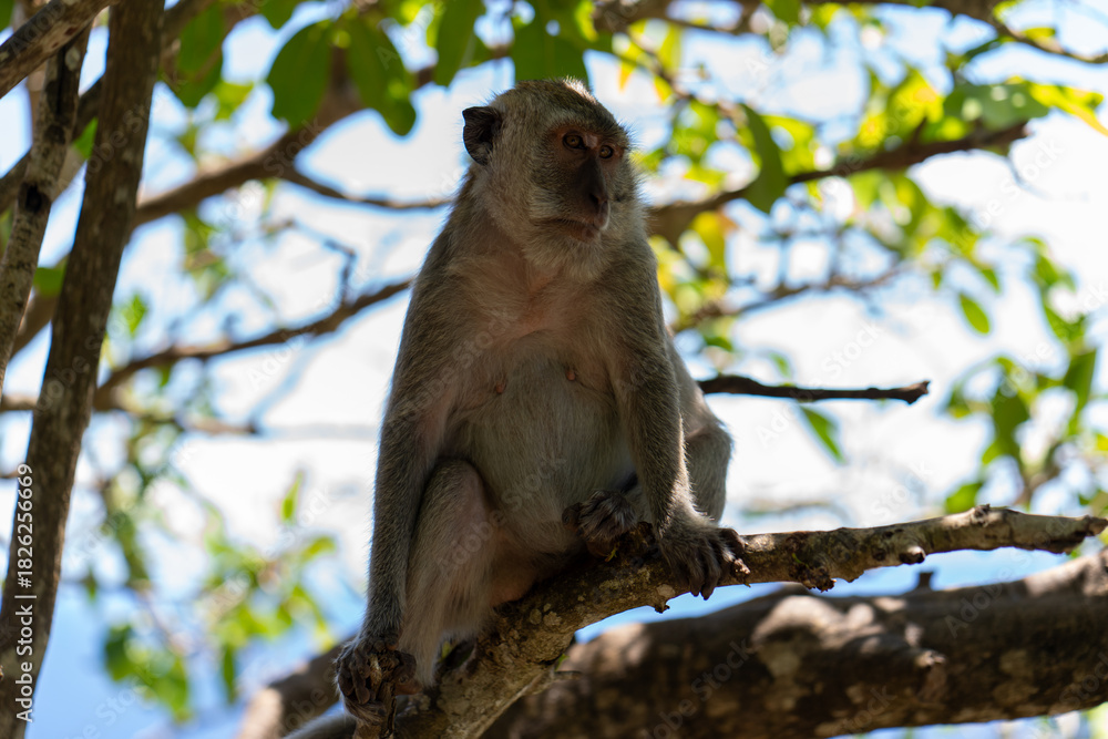Fototapeta premium Monkey sitting on tree branches, nusa panida, bali.