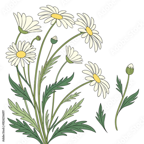 Illustration of white daisy flowers with green foliage
