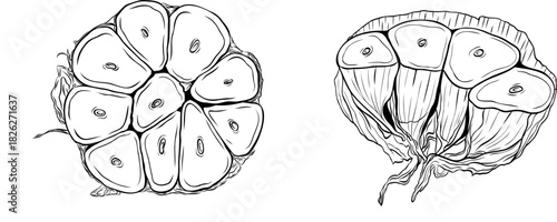 Monochrome botanical fragrant spice drawing of a slice of garlic head set, clip art. Isolated. Graphic hand drawn ink vector