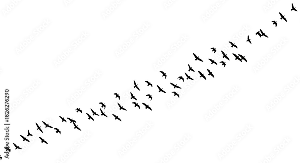 Fototapeta premium Flock of birds flying in formation against a white sky background