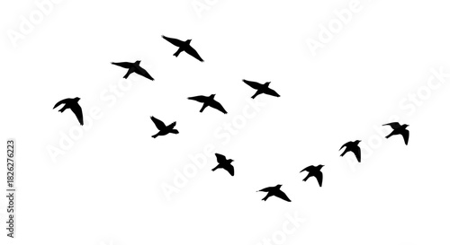 Flock of birds silhouette flying in formation against a white background
