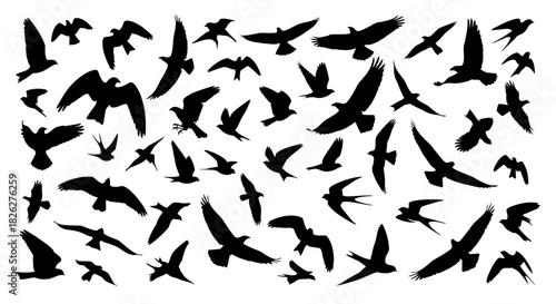 Dynamic flock of birds silhouettes in flight against a white background